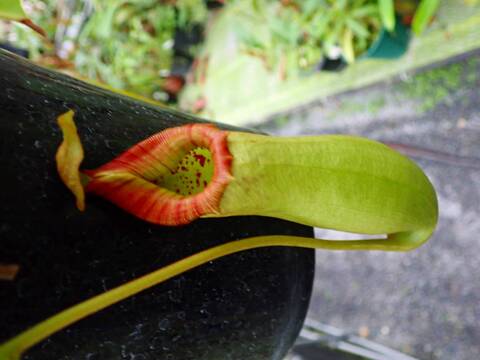 食虫植物N. xtrusmadensis AW clone:2 N.x trusmadiensis clone 2. : fukuro