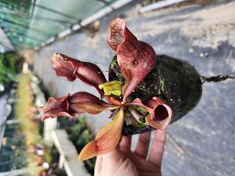 R345 S. purpurea ssp. venosa (伊勢花菖蒲園選別丸形株 No.84) MS