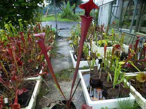 Sarracenia（サラセニア）の商品一覧 | Y's Exotics （山田食虫植物農園）