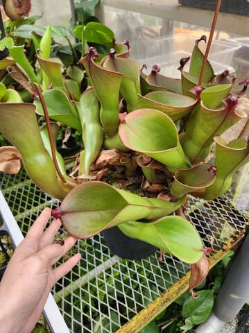 ヘリアンフォラ Heliamphora 交配種 ヘリアンフォラ Heliamphora 交配種