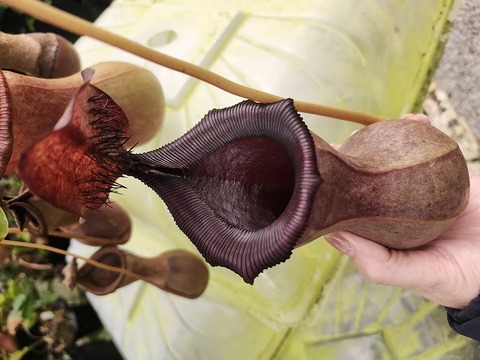 ぺんぺす 商品一覧 - Y's Exotics （山田食虫植物農園）