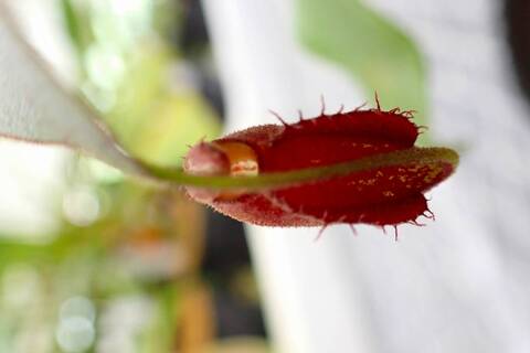 商品一覧 - Y's Exotics （山田食虫植物農園）