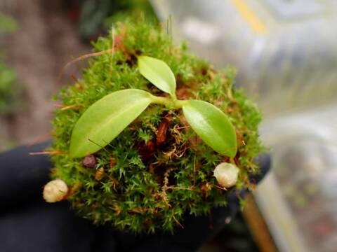 O621 1-4 N. (maxima x campanulata) x rajah #NNN