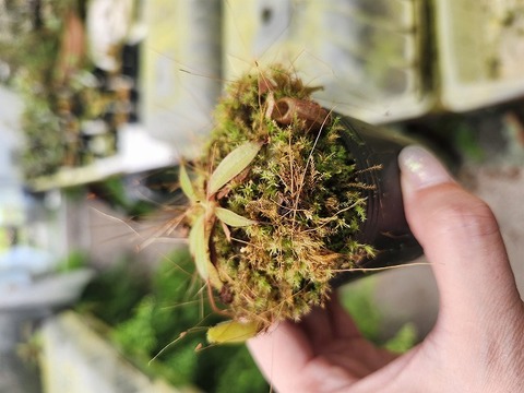 商品一覧 - Y's Exotics （山田食虫植物農園）
