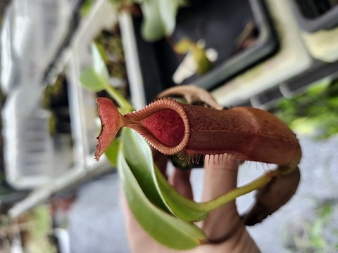 E110 5-1 N. (truncata x peltata Y's ) x edwardsiana #NNN 