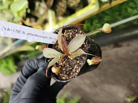 商品一覧 - Y's Exotics （山田食虫植物農園）