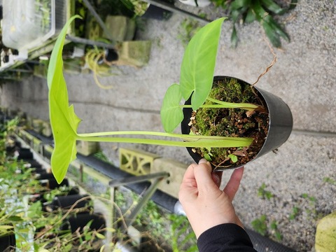 商品一覧 - Y's Exotics （山田食虫植物農園）