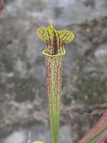 Sarracenia（サラセニア）の商品一覧 | Y's Exotics （山田食虫植物農園）