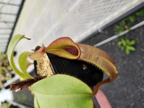 食虫植物N. xtrusmadensis AW clone:1 Nepenthes x trusmadiensis clone 1 #1 / N.hamata #3 / N.dubia #1
