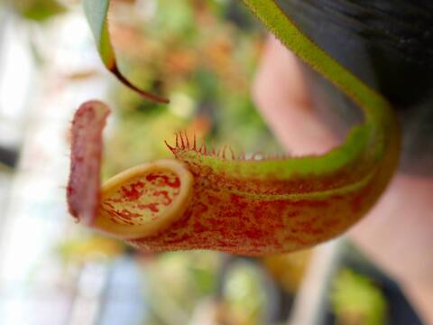 商品一覧 - Y's Exotics （山田食虫植物農園）