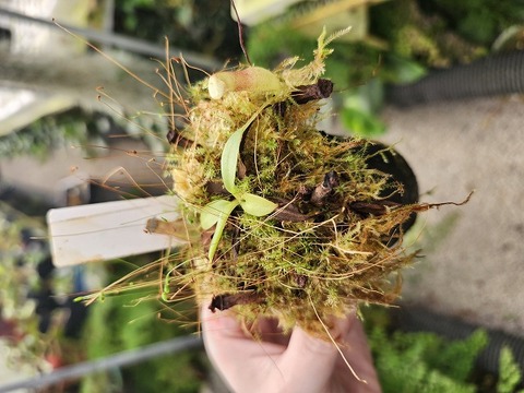 E588 1-4 N. rajah x xharryana Kinabalu Y's Lab 