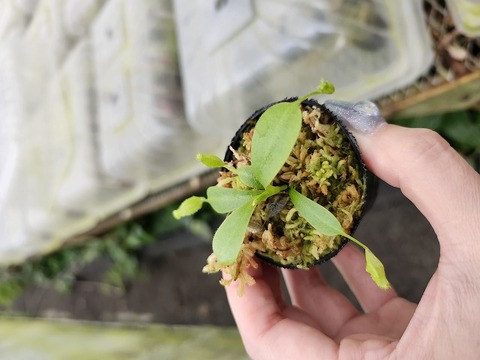 Y033 1-4 N. lowii x macrophylla #NNN 
