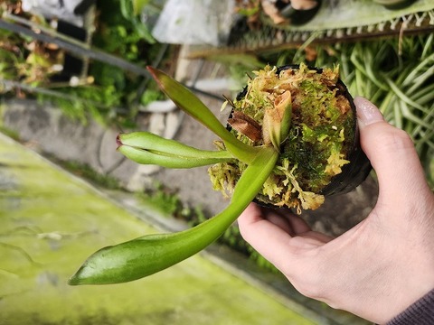 商品一覧 - Y's Exotics （山田食虫植物農園）