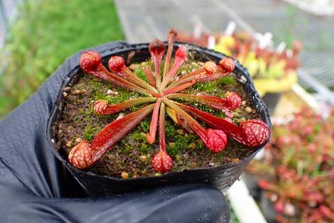 Y's Exotics （山田食虫植物農園）