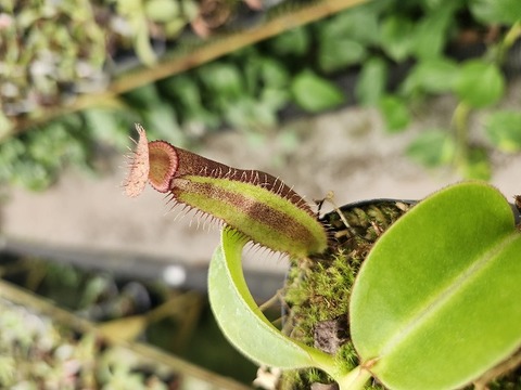 商品一覧 - Y's Exotics （山田食虫植物農園）