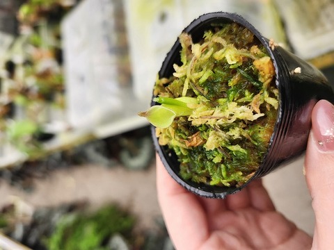 Y881 1-1 H. parva clone 08/02 (Cerro Neblina) (Clone: AW-H_par 08/02) AW