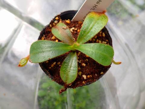 Nepenthes（ネペンテス/ウツボカズラ）の商品一覧 | Y's Exotics