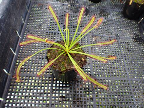 J601 4-1 D. capensis 
