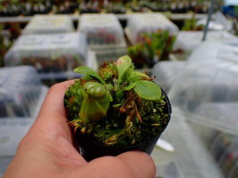 商品一覧 - Y's Exotics （山田食虫植物農園）