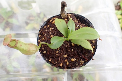 Nepenthes（ネペンテス/ウツボカズラ）の商品一覧 | Y's Exotics