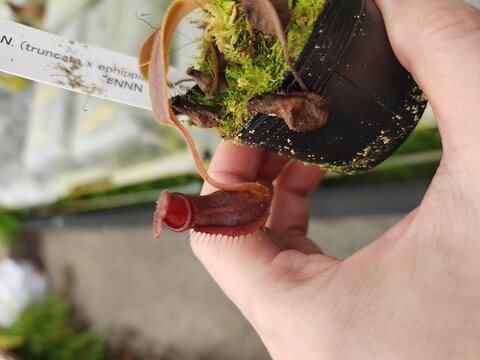 Nepenthes（ネペンテス/ウツボカズラ）の商品一覧 | Y's Exotics （山田食虫植物農園）