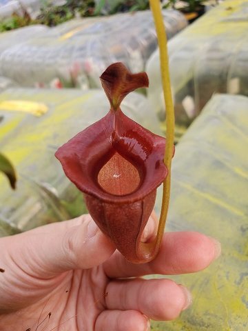 Nepenthes（ネペンテス/ウツボカズラ）の商品一覧 | Y's Exotics （山田食虫植物農園）