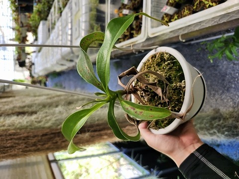 G427  5-1 N. rafflesiana nivea Mardi x talangensis #NNN 