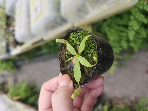 商品一覧 - Y's Exotics （山田食虫植物農園）