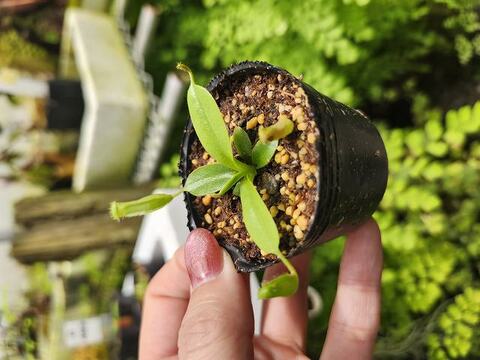 アロエ　プリカティリス 2.5号｜豊明卸問屋ドットコム