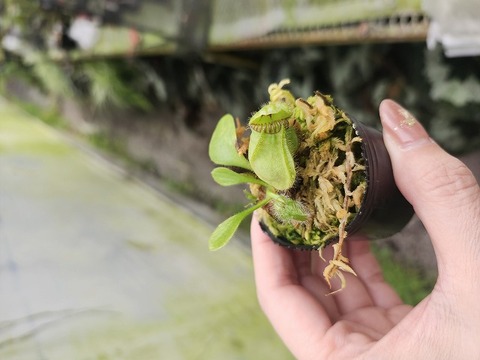 Cephalotus follicularis （フクロノユキノシタ）の商品一覧 | Y's