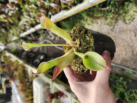 Heliamphora（ヘリアンフォラ）の商品一覧 | Y's Exotics （山田食虫植物農園）