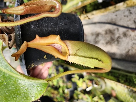 Nepenthes ramos ネペンテス ラモス 食虫植物 Nepenthes Species（ネペンテス原種）の商品一覧 | Y's Exotics （山田