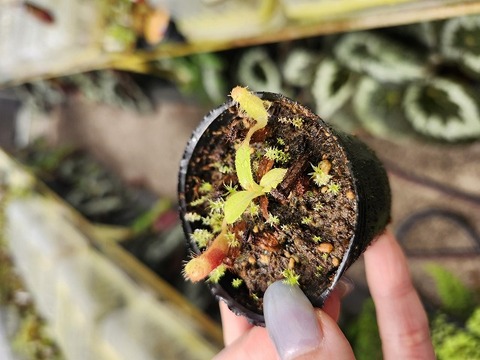 Y039 1-3 N. (truncata x ephippiata) x xharryana Tambuyukon #NNN 