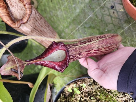 J211 1-2 N. edwardsiana red x maxima giant (K) EP