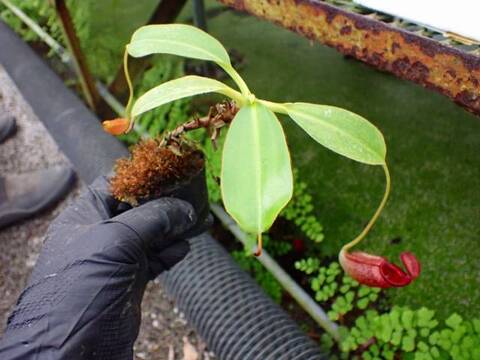 Y424 1-3 #BBB N. rajah x ephippiata konan