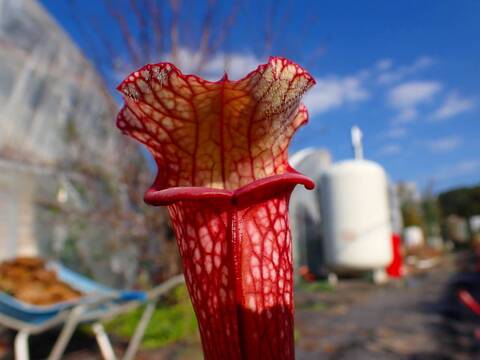 商品一覧 - Y's Exotics （山田食虫植物農園）