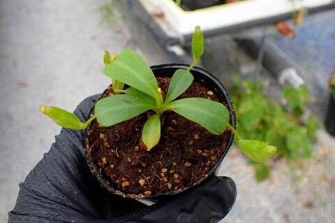 R569 5-1 [YA-170] N. clipeata Nep Gardner Y's Lab