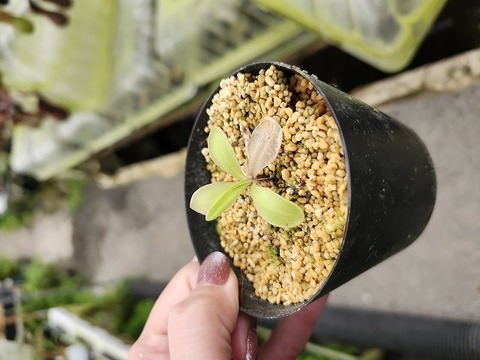 スズムシパイナップル Pinguicula （ピンギキュラ/ムシトリスミレ）の商品一覧 | Y's