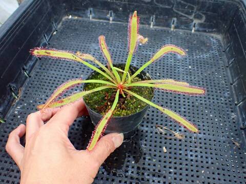 Y's Exotics （山田食虫植物農園）