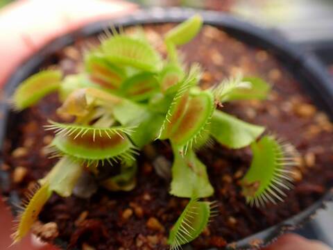 J594 5-2 Dionaea muscipula South-West Giant Y's Lab