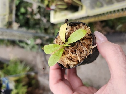 商品一覧 - Y's Exotics （山田食虫植物農園）