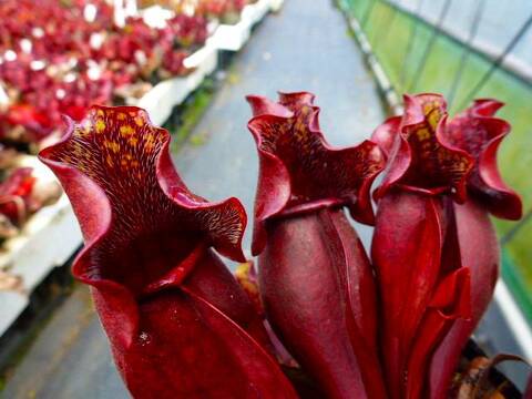 Sarracenia（サラセニア）の商品一覧 | Y's Exotics （山田食虫植物農園）