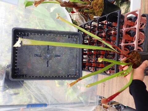 R288 1H S. Hybrid Y's