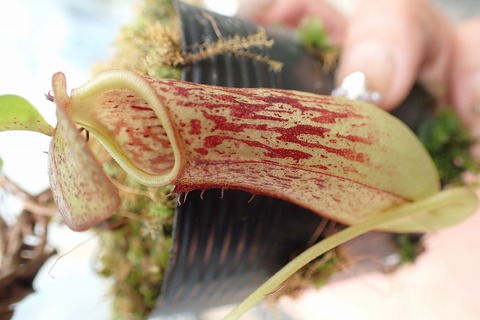 teatネペン Nepenthes（ネペンテス/ウツボカズラ）の商品一覧 | Y's Exotics