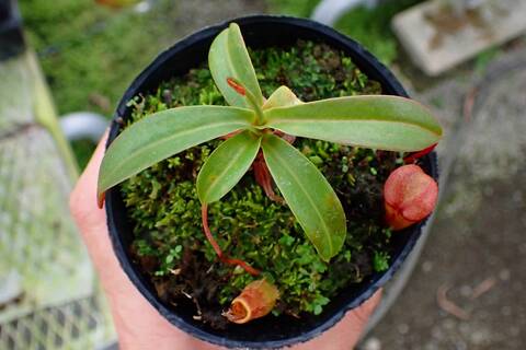 ネペンテス七種セット(宅急便発送) Nepenthes（ネペンテス/ウツボカズラ）の商品一覧 | Y's Exotics