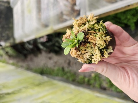 商品一覧 - Y's Exotics （山田食虫植物農園）