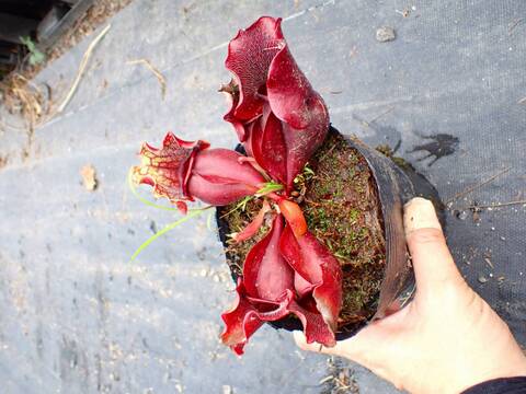 P243 S. purpurea ssp. venosa (伊勢花菖蒲園選別丸形株 No.16) MS
