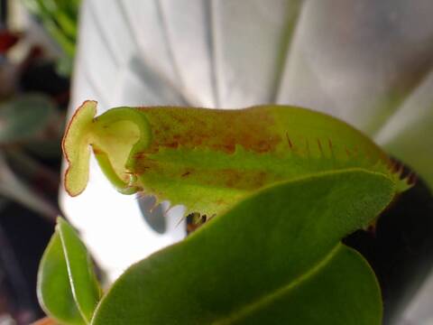 O552 5-1 N. truncata 広島実生系 Y's