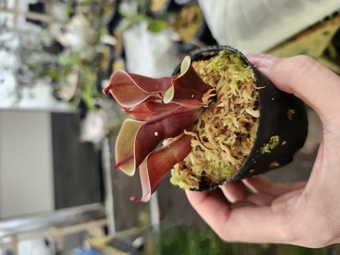 Heliamphora Species（ヘリアンフォラ原種）の商品一覧 | Y's Exotics