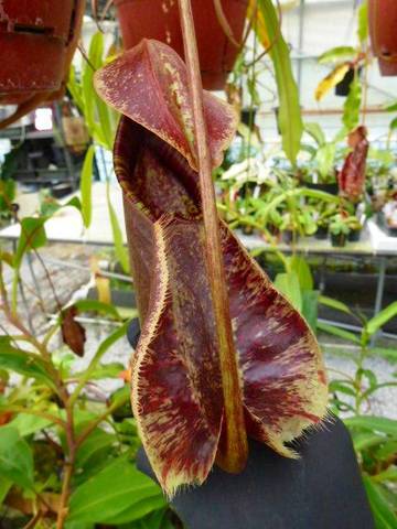 Nepenthes（ネペンテス/ウツボカズラ）の商品一覧 | Y's Exotics （山田食虫植物農園）